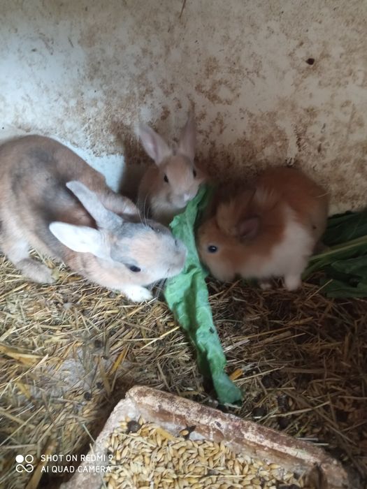 Ostatnie sztuki Króliczki miniaturki karzełek