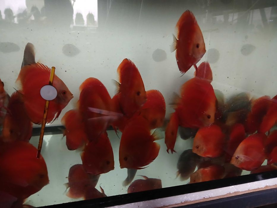 Paletki red melon