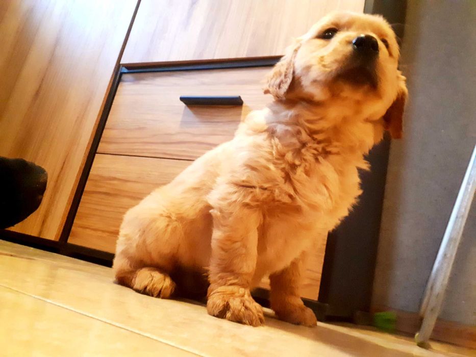 Golden Retriever złoty