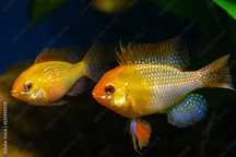 Casais RAMIREZI GOLD