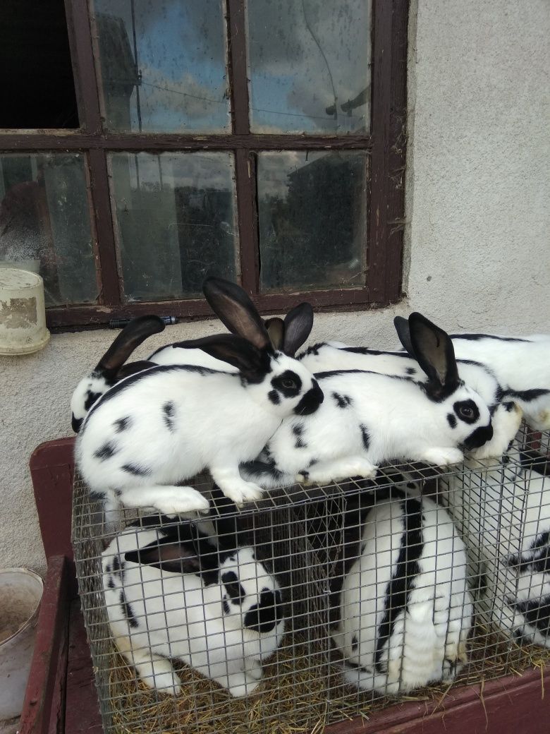 Кролики німецький строкач