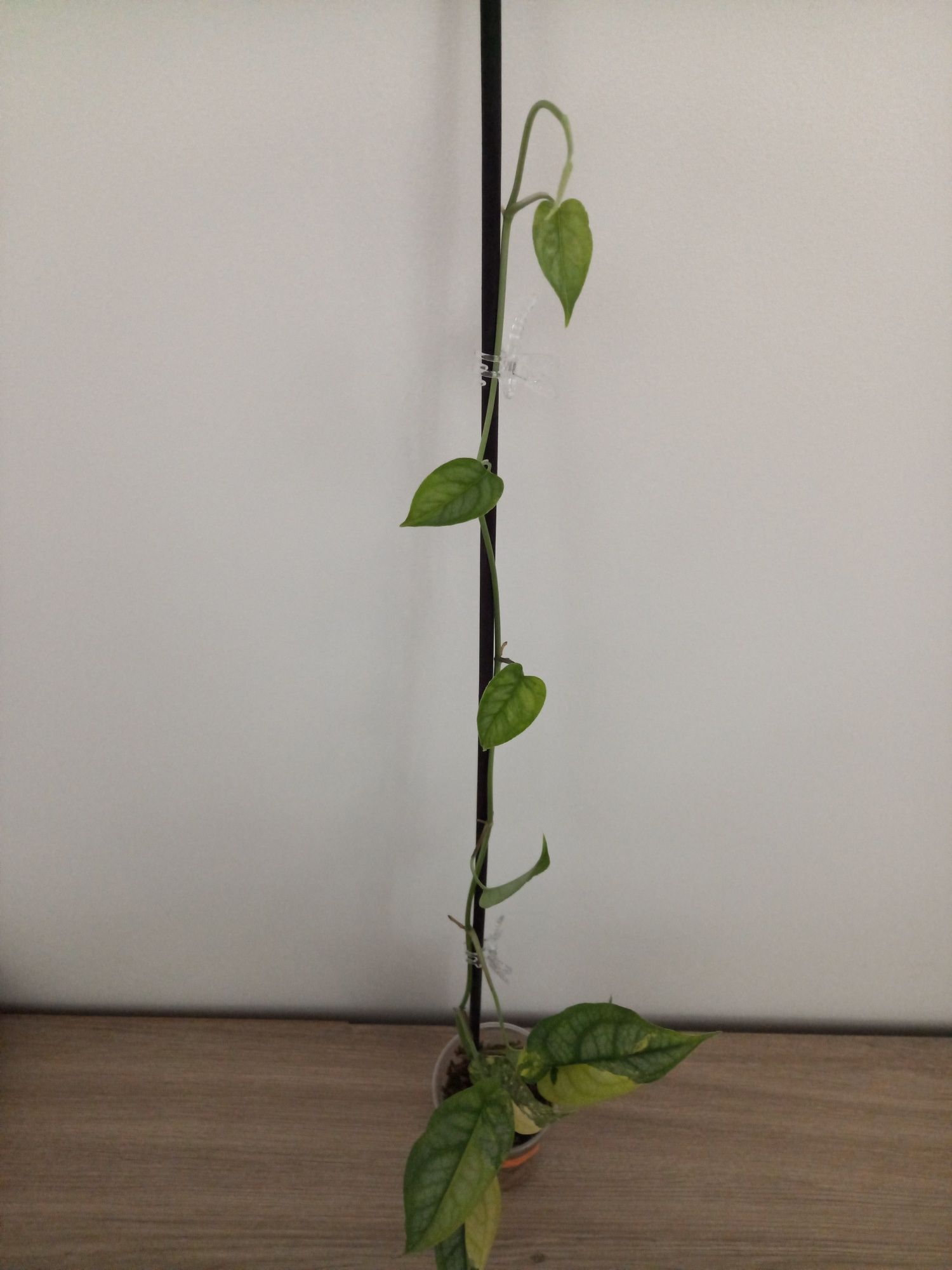 Monstera Siltepecana Variegata