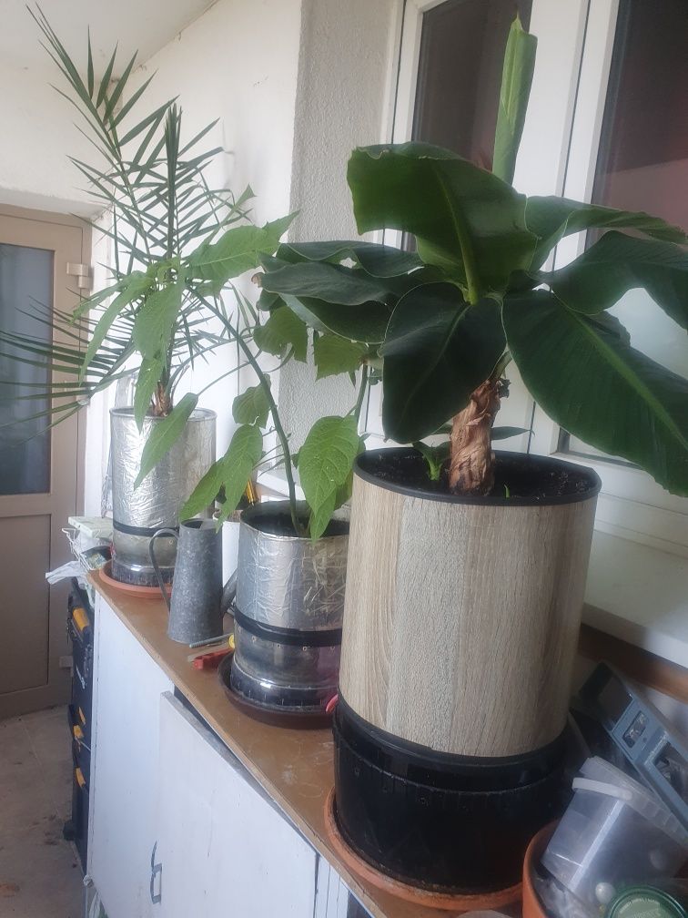 Donica dla palm, bananowcow, datury jak i hodowli marihuany i pomido