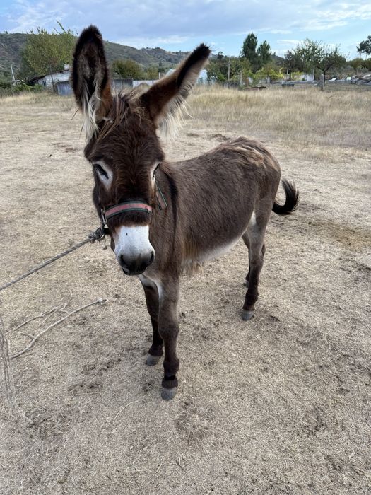 Vendo burras (mãe e filha)