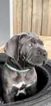 Cane corso italiano
