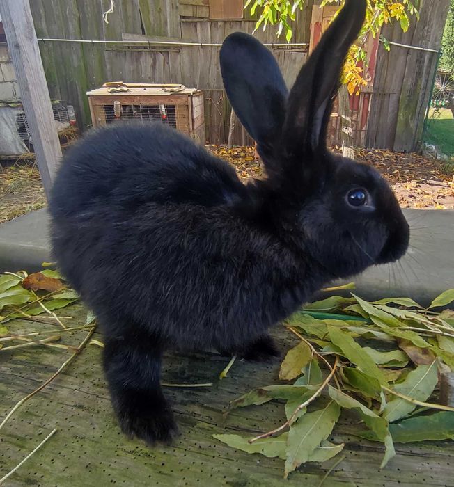 Królik samica 8 miesięcy