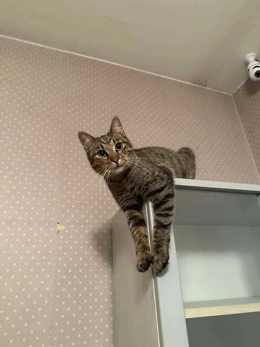 Cudowne kotki do adopcji – szukają wymarzonych domów!