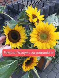 Słonecznik ozdobny na kwiat cięty! Faktura! Wysyłka za pobraniem!