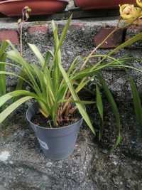 Orquídeas amarelas