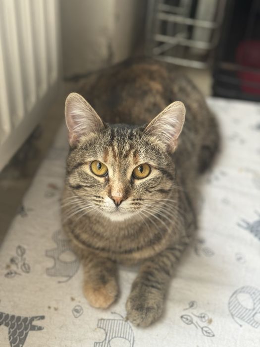 Коця в добрі руки