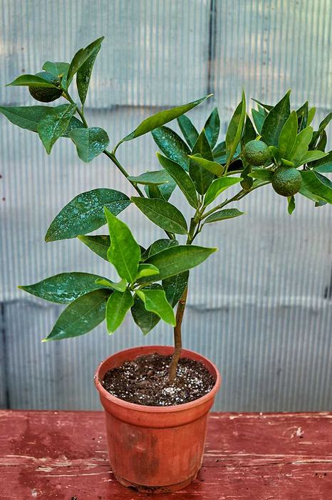 В продаже плодоносящие цитрусовые