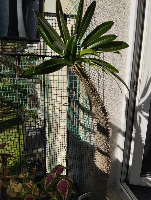 Duży sukulent Pachypodium