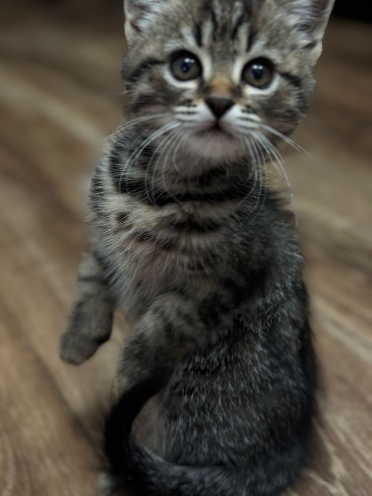 Котенок девочка в хорошие руки