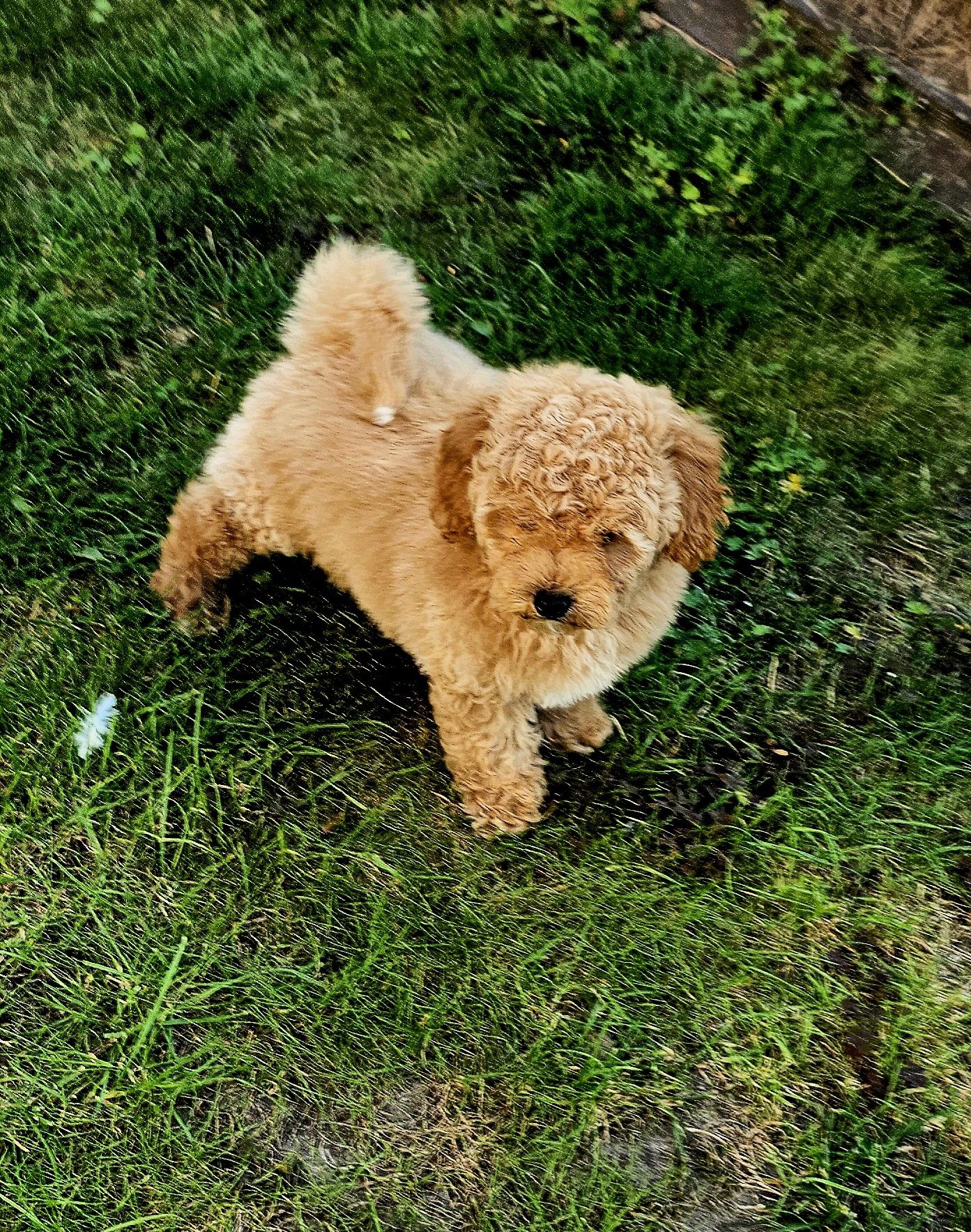 Bichpoo piesek f1 nie maltipoo