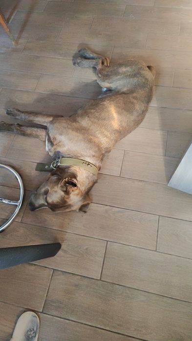 Собака кане корсо