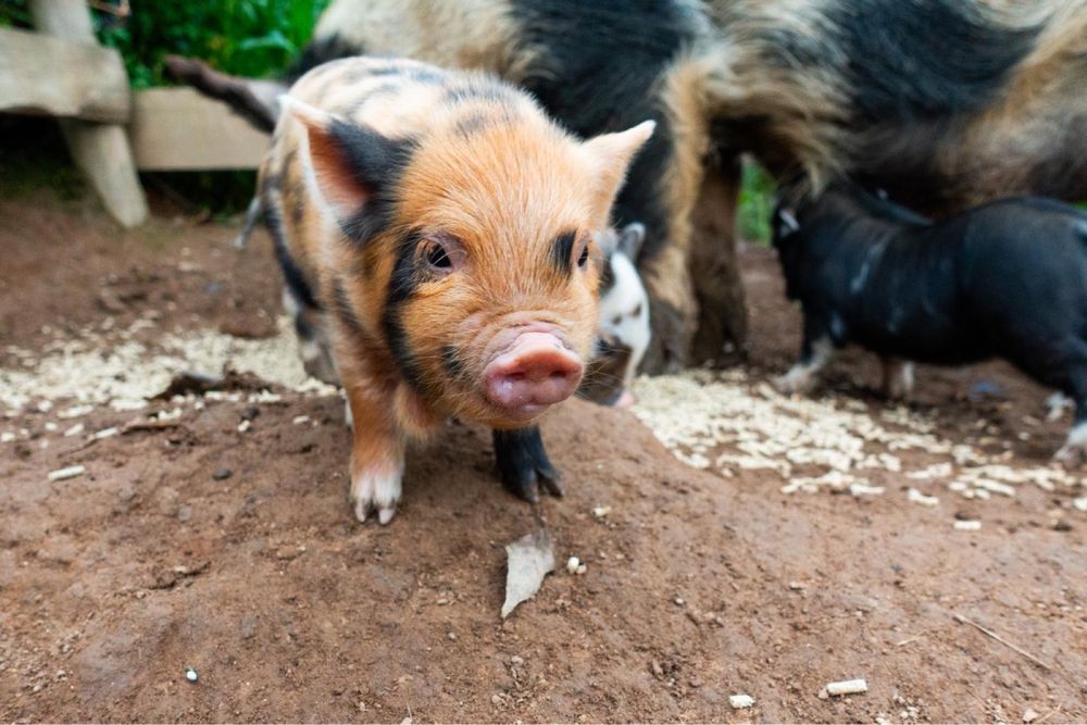 Leitões KuneKune