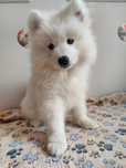 Samoyed zkwp/fci - suczka gotowa do odbioru