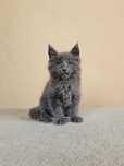 MAINE COON - kocurek WIXON - rodowód FPL/FIFE