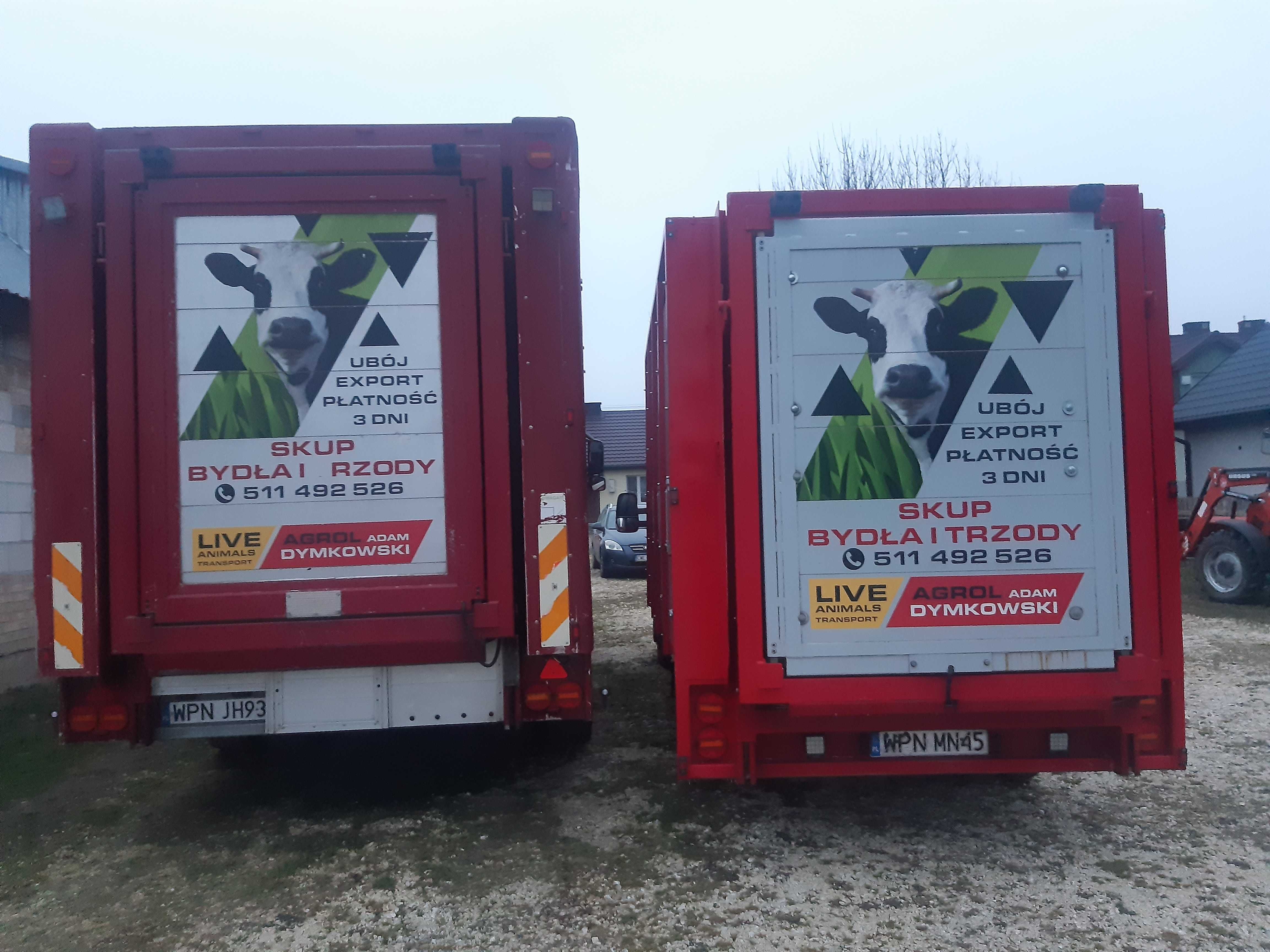 Transport  zwierząt Jałówki, cielaki ,krowy cielne,mleczne, prosięta,