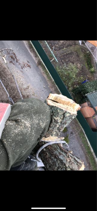 Професійна валка дерев зріз дерев кронація