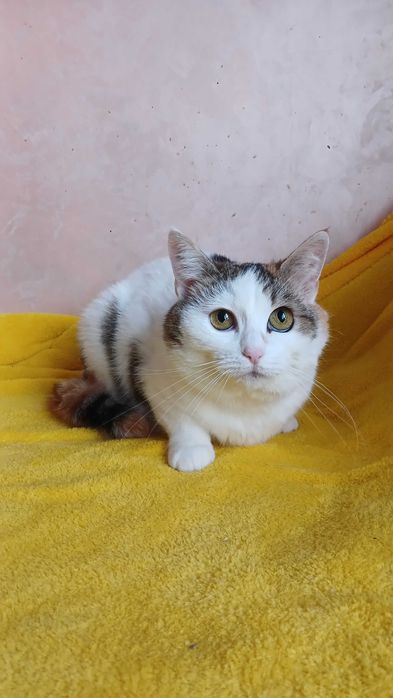 Kotka Tina szuka domu, tricolor, 3 lata, wykastrowana