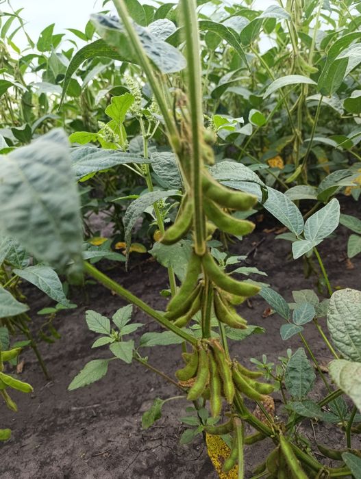 Посівну Ультра Ранню СОЮ АББі Ватсон