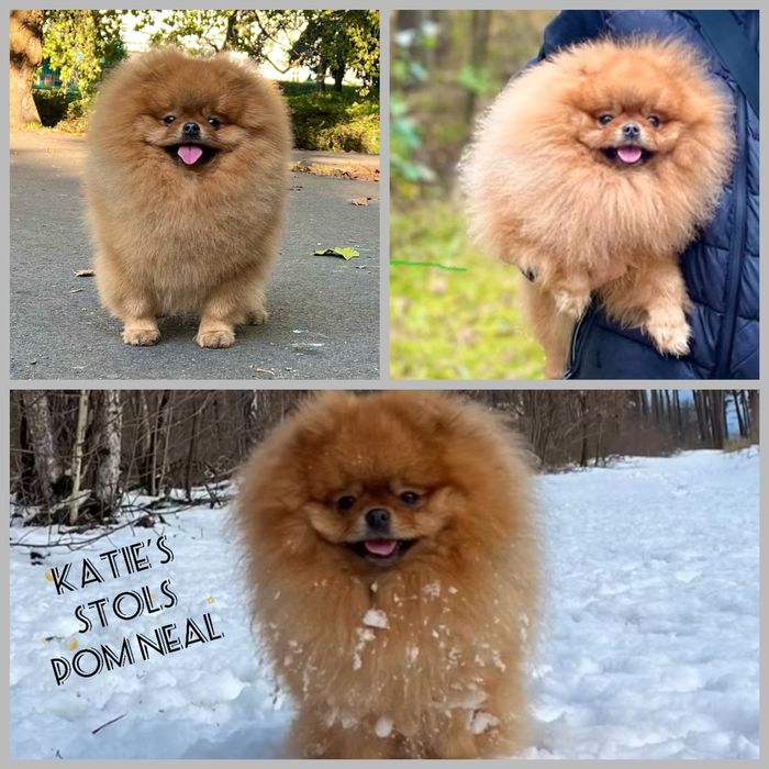 Pomeranian miniaturowy- misiek Baddy