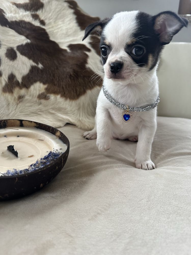 Chihuahua piesek do odbioru
