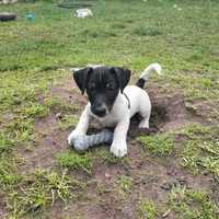 Jack Russell terrier