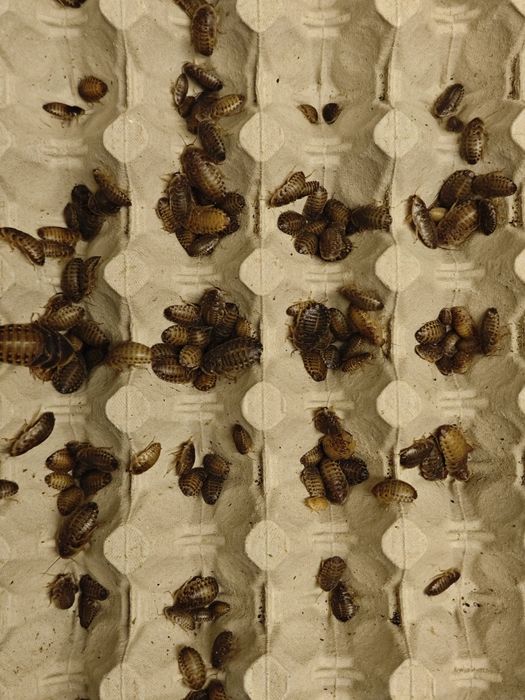 1-2cm 150szt + POKARM GRATIS! Karaczany Argentyńskie Dubia!