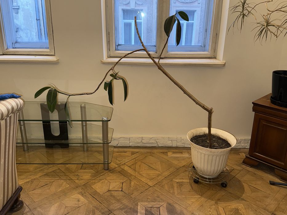 Віддам фікус з горщиком безкоштовно самовивіз