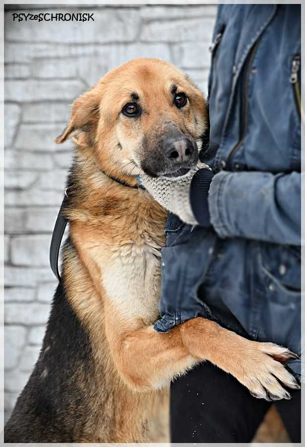 Art, psiak niewidzialny dla adoptujących