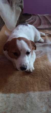 Jack Russel terrier ZKWP/FCI