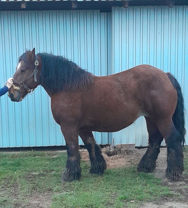 Klacz zimnokrwista 82 pkt