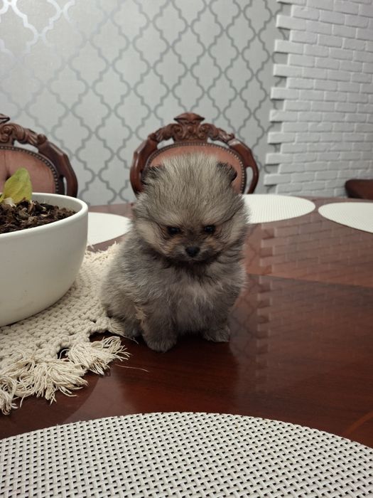 Szpic miniaturowy pomeranian