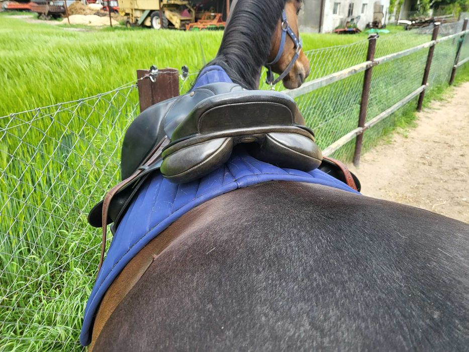 Bates Caprilli 17cali, dwa łęki w zestawie