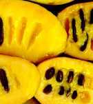PawPaw saqueta com 8 sementes. O preço inclui portes CTT.