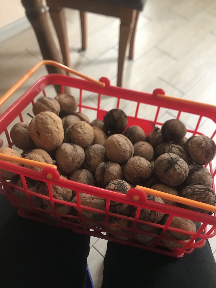 Горішки цього року