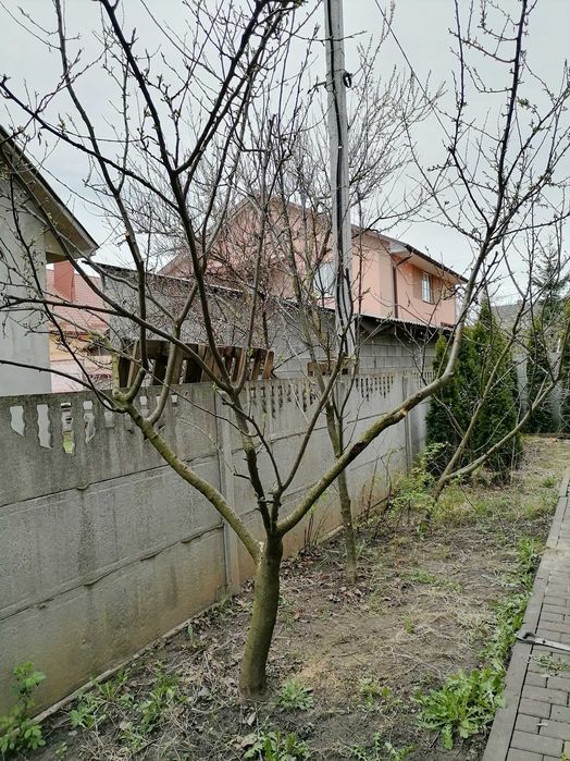 Послуги висоторізом, обрізка дерев та стрижка кущів