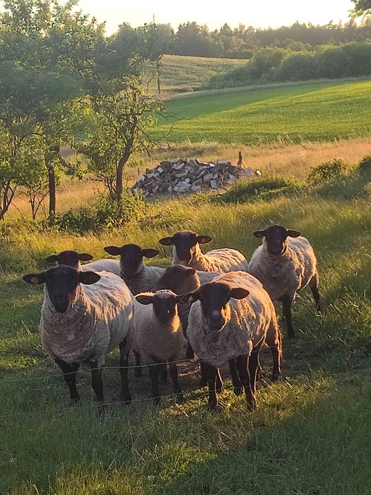 Baran rasy suffolk roczny do krycia