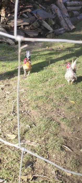 Kogótki i liliputki