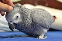 Серый говорящий попугай ручной