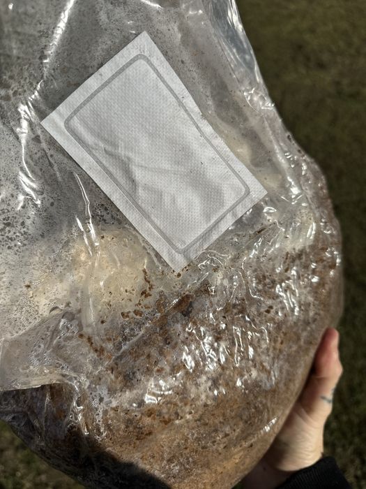 Soplówka Jeżowata  Growkit do domowej samodzielnej uprawy lions mane