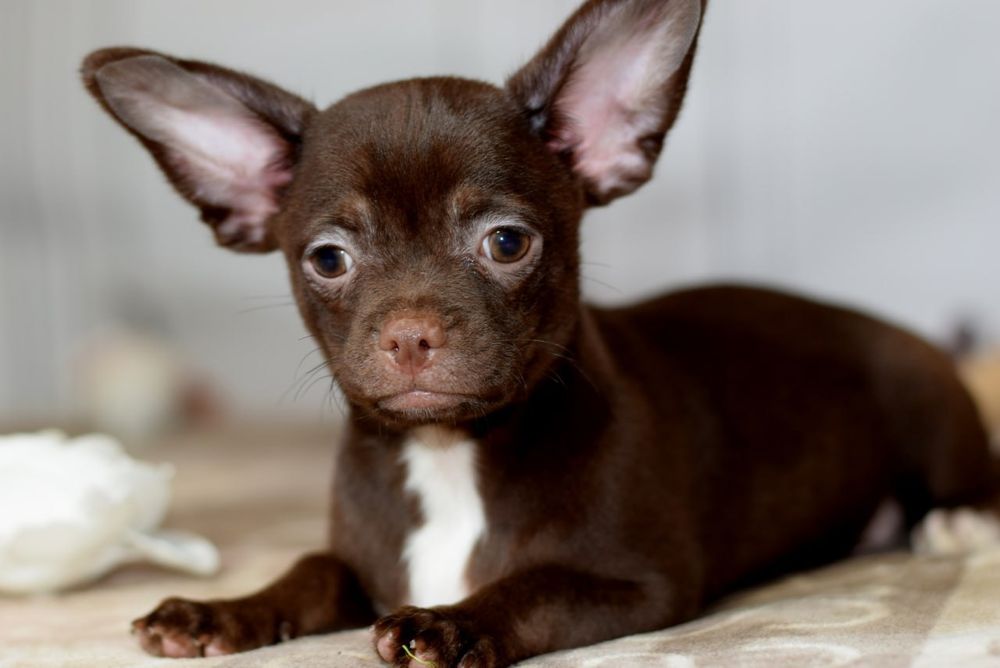 Мальчик чихуахуа