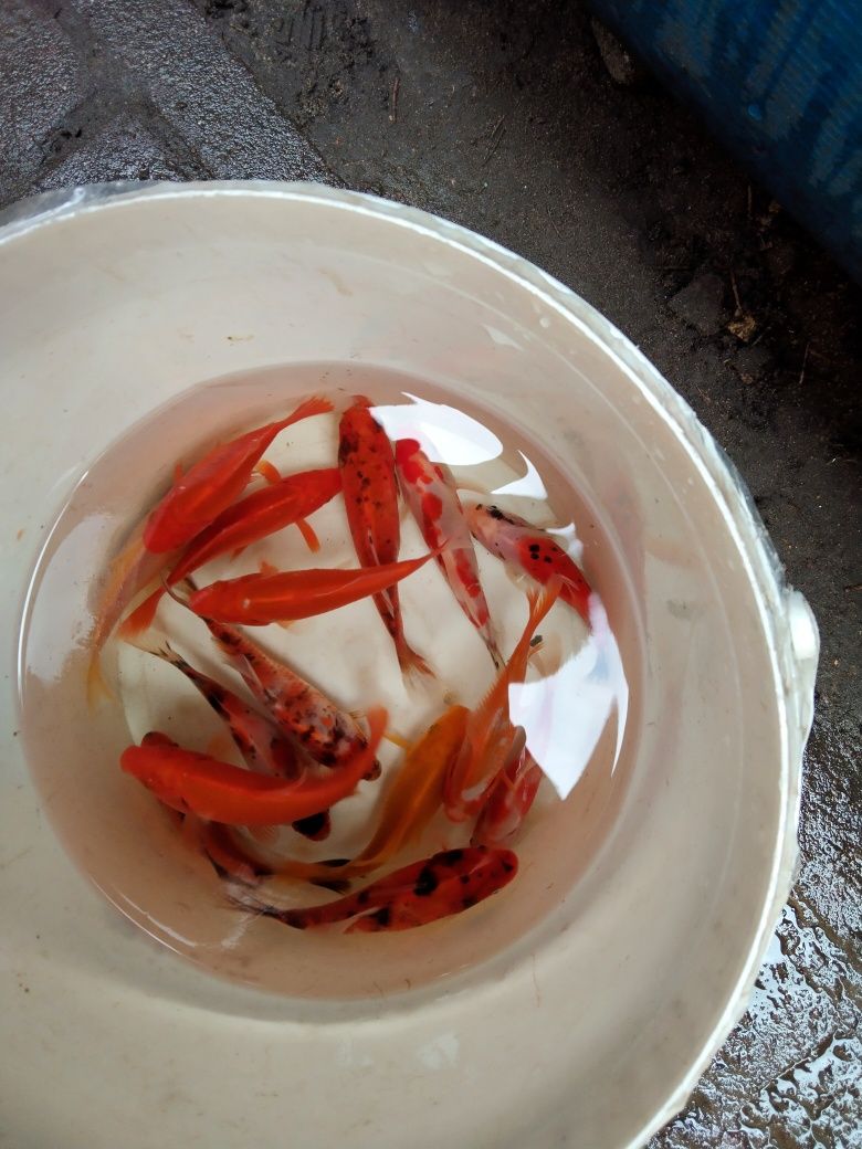 Karaś ozdobny, karp koi