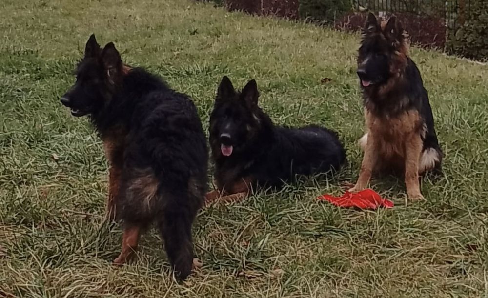 Owczarek Niemiecki/ Owczarki Niemieckie Długowłose