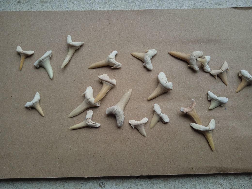 Lote 20 fósseis dentes de tubarão