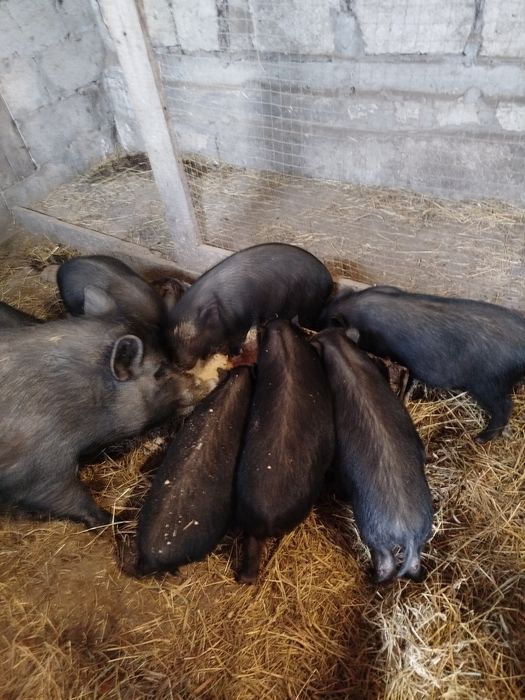 Вьетнамське Поросятко