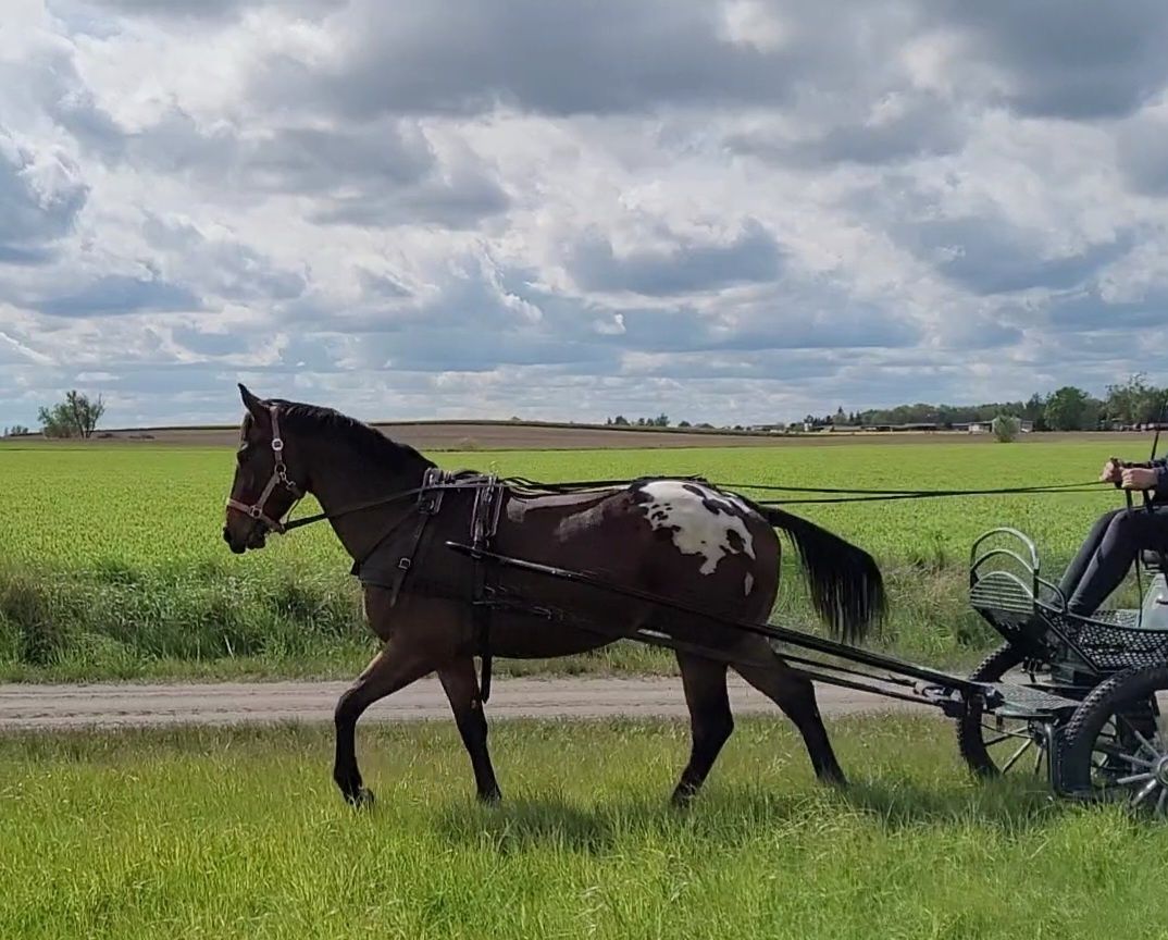 Wałach tarantowaty, zajeżdżony, po Tanos