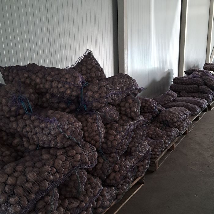 Посівна картопля